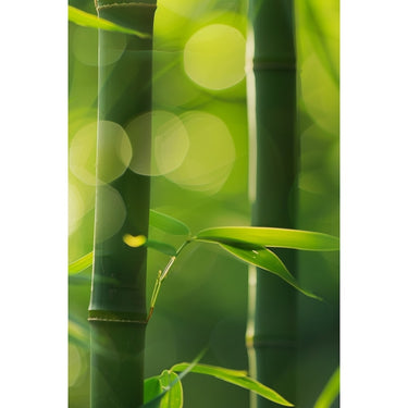 Tableau de Bambou Vert